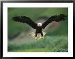 An American Bald Eagle Descends Along The Shoreline by Klaus Nigge Limited Edition Print