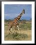 A Reticulated Giraffe On A Samburu Savanna by Roy Toft Limited Edition Pricing Art Print