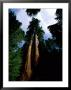 Giant Sequoia Trees Looking Skyward by James P. Blair Limited Edition Print