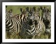A Herd Of Zebras Standing Alert by Michael Melford Limited Edition Print