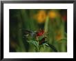 A Hummingbird At A Flower In Rock Creek Park by Taylor S. Kennedy Limited Edition Pricing Art Print