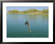 A Fishing Hook Baited With An Earthworm by Joel Sartore Limited Edition Print