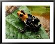 Phantasmal Dart Frog by George Grall Limited Edition Pricing Art Print