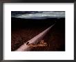 A Rattlesnake Crossing The Highway At Twilight by Chris Johns Limited Edition Pricing Art Print