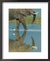 An African Elephant Walks Across Shallow Water by Beverly Joubert Limited Edition Pricing Art Print