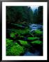 Algae Covers The Rocks Lining Salmon Creek by Raymond Gehman Limited Edition Pricing Art Print