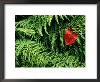 Mountain Bindweed And Fern Fronds by Bates Littlehales Limited Edition Print