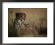 A Portrait Of An African Cheetah Resting In The Tall Grass by Chris Johns Limited Edition Print