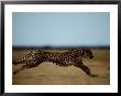 An African Cheetah Sprinting Across The An African Plain by Chris Johns Limited Edition Print