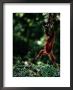 Orangutan (Pongo Pygmaeus) by Mattias Klum Limited Edition Print