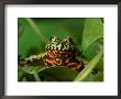 Fire-Bellied Toad At The Sunset Zoo by Joel Sartore Limited Edition Print