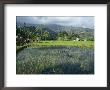 Rice Paddy Fields, Moni, Island Of Flores, Indonesia by Jane Sweeney Limited Edition Pricing Art Print