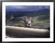 Big Horn Sheep Looking Through Car Window, Mt. Evans, Colorado, Usa by James Gritz Limited Edition Print