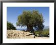 Very Old Olive Tree, Kefalonia (Cephalonia), Ionian Islands, Greece by R H Productions Limited Edition Print