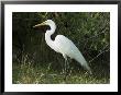 Egret, Everglades National Park, Unesco World Heritage Site, Florida, Usa by Ethel Davies Limited Edition Print