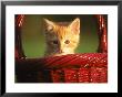 Kitten In Red Basket by Frank Siteman Limited Edition Pricing Art Print