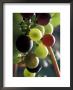 Cab Franc, Grape Cluster In Veraison, Seven Hills Vineyard, Umatilla County, Oregon, Usa by Brent Bergherm Limited Edition Print