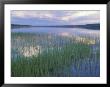 Clouds Reflect In Deadman Lake, Tetlin National Wildlife Refuge, Alaska, Usa by Jerry & Marcy Monkman Limited Edition Print