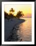 Coconut Palm Tree At Sunset, Caribbean by Roger Leo Limited Edition Print