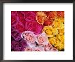 Rose Detail by Fogstock Llc Limited Edition Print