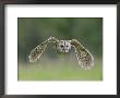 Tawny Owl, Adult In Flight, Uk by Mark Hamblin Limited Edition Pricing Art Print