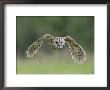 Tawny Owl, Adult In Flight, Uk by Mark Hamblin Limited Edition Print