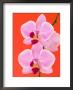 Phalaenopsis Orchid (Moth Orchid) by Mark Bolton Limited Edition Pricing Art Print