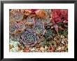 Sempervivum (Houseleek), Close-Up Of Mixed Succulents by Susie Mccaffrey Limited Edition Pricing Art Print