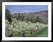 Apple Orchard Trees In Bloom, Methow Valley, Washington, Usa by Jamie & Judy Wild Limited Edition Print
