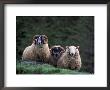 Scottish Sheep, Isle Of Skye, Scotland by Gavriel Jecan Limited Edition Print