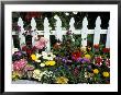 White Picket Fence And Flowers, Sammamish, Washington, Usa by Darrell Gulin Limited Edition Print