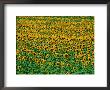 Sunflower Field, Tuscany, Italy by David Tomlinson Limited Edition Print