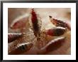 View Of Body Lice Feeding On A Human Wrist by Darlyne A. Murawski Limited Edition Print