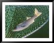 Striped Bass In Net by Skip Brown Limited Edition Print
