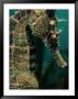 Male Seahorse (Hippocampus Whitei) by George Grall Limited Edition Print