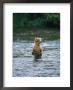 Grizzly Bear (Ursus Arctos Horribilis) Fishing At Brook Falls, Katmai National Park, Alaska by Rich Reid Limited Edition Pricing Art Print
