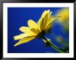 Yellow Daisy by Mitch Diamond Limited Edition Print