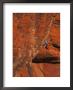 Rock Climbing, Red Rock, Nv by Greg Epperson Limited Edition Print