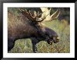 Bull Moose With Antlers, Denali National Park, Alaska, Usa by Howie Garber Limited Edition Print