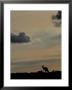 Red Kangaroo Silhouetted On Rise, Sturt National Park, New South Wales, Australia by Mitch Reardon Limited Edition Print