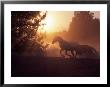 Two Silhouetted Horses Running by Inga Spence Limited Edition Print