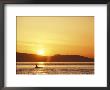 Surfacing Orca Whales, San Juan Islands, Washington, Usa by Stuart Westmoreland Limited Edition Pricing Art Print