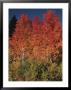 Autumn In Grand Tetons National Park, Wyoming, Usa by Dee Ann Pederson Limited Edition Print