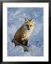 A Red Fox Sits In The Snow by Tom Murphy Limited Edition Print