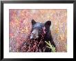 A Black Bear Eats A Blueberry While Adding Weight For Hibernation by Taylor S. Kennedy Limited Edition Print