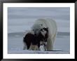 A Polar Bear (Ursus Maritimus) And A Husky Cuddle Up To Each Other In The Snow by Norbert Rosing Limited Edition Print