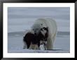 A Polar Bear (Ursus Maritimus) And A Husky Cuddle Up To Each Other In The Snow by Norbert Rosing Limited Edition Print