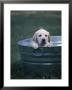 Labrador Pup by Gregory Baker Limited Edition Pricing Art Print