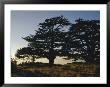 Cedars Of Lebanon At The Foot Of Mount Djebel Makhmal Near Bsharre, Lebanon, Middle East by Ursula Gahwiler Limited Edition Print