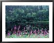 Fireweed And Forest Along Inside Passage, Alaska, Usa by Paul Souders Limited Edition Print